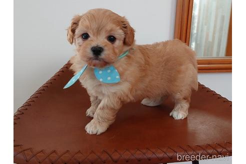 北海道のミックス犬 男の子 21 12 16生まれ うす茶 子犬id ブリーダーナビ
