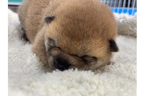 岡山県の柴犬 女の子 22 01 19生まれ 赤色 子犬id ブリーダーナビ