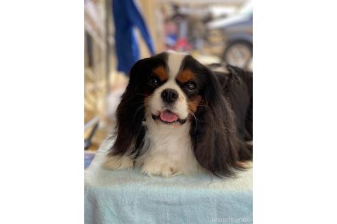 販売中のキャバリアキングチャールズスパニエルの親犬