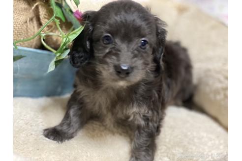 兵庫県のミックス犬 女の子 21 12 23生まれ 可愛いダップーの女の子 子犬id ブリーダーナビ