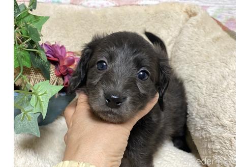 兵庫県のミックス犬 女の子 21 12 23生まれ 可愛いダップーの女の子 子犬id ブリーダーナビ