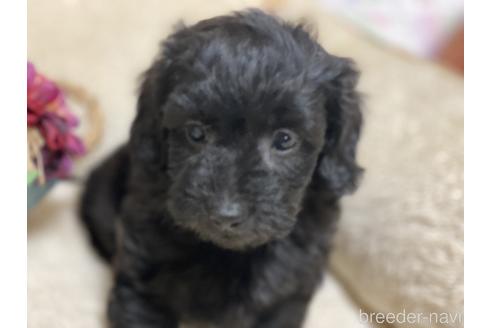 兵庫県のミックス犬 男の子 21 12 23生まれ 可愛いダップーの男の子 子犬id ブリーダーナビ