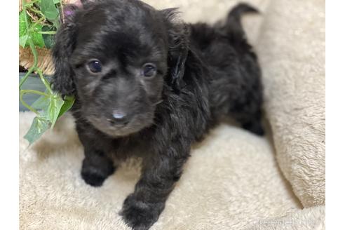 兵庫県のミックス犬 男の子 21 12 23生まれ 可愛いダップーの男の子 子犬id ブリーダーナビ