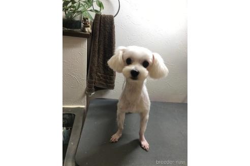 販売中のマルチーズの親犬