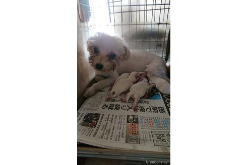 販売中のマルチーズの親犬