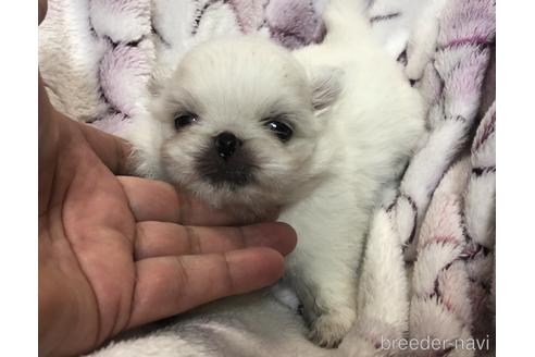 青森県のペキニーズ 男の子 22 01 02生まれ こんなに可愛いペキニーズ見たことある 子犬id ブリーダーナビ 青森県のペキニーズ 男の子 22 01 02生まれ こんなに可愛いペキニーズ見たことある 子犬id ブリーダーナビ