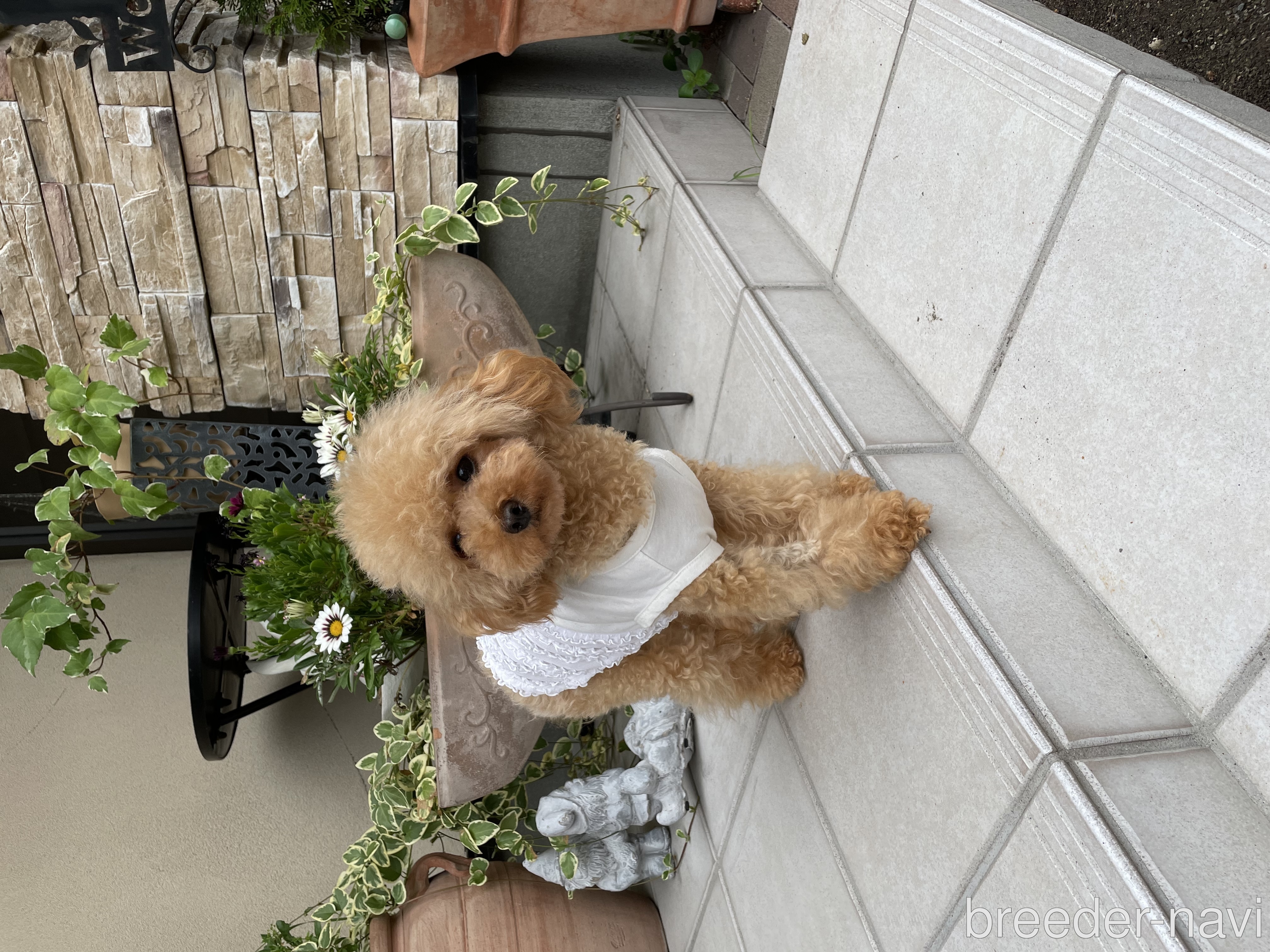 高橋ブリーダー