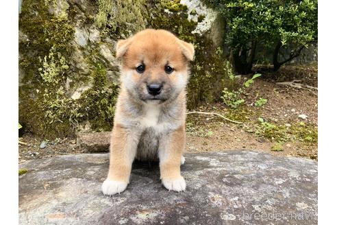 帰山優一ブリーダーの詳細