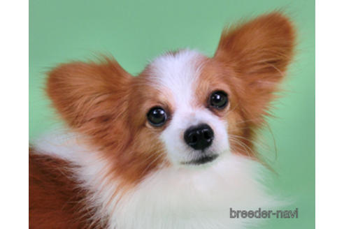 販売中のパピヨンの親犬