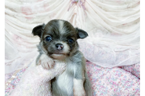 ブルー系のロングコートチワワの子犬を探す ブリーダーナビ