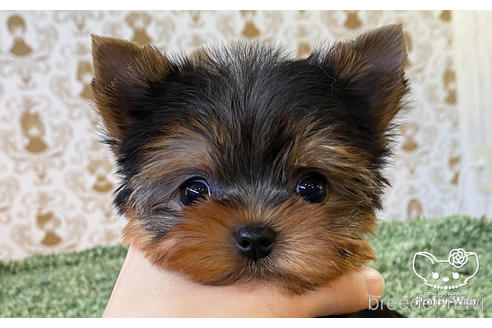 激安大特価！】 飼い方のコツ・飼い主の悩みQ＆A｜いぬの 12