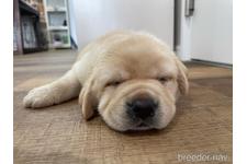 田ノ窪栄治ブリーダー