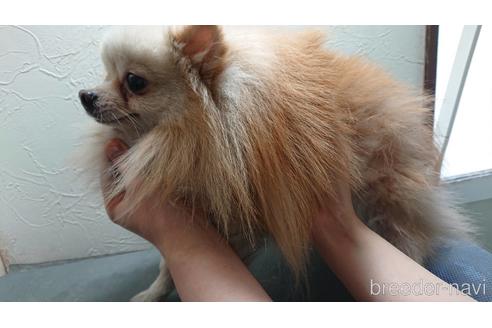 販売中のポメラニアンの親犬