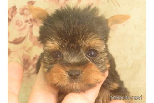 大阪府のヨークシャーテリア 男の子 21 12 30生まれ 母2 7ｋ父1 8ｋ良血統 理想的な男の子7 子犬id ブリーダーナビ