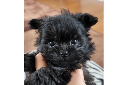 沖縄県のミックス チワプー チワワ トイプードル 男の子 21 12 12生まれ ブラック系 子犬id ブリーダーナビ