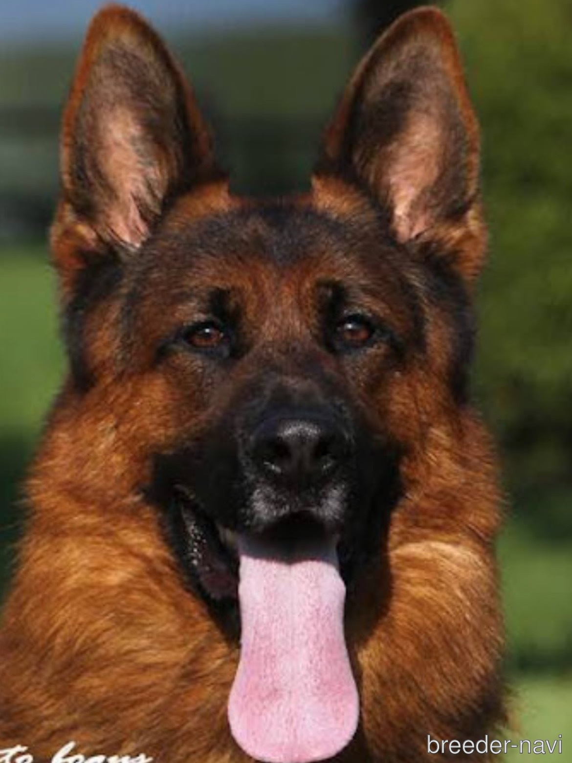 井上ブリーダー