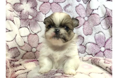 ピレネー犬のすべて 埼玉西ハッピーライフケネルクラブ展 オスカーとハンドラー：私