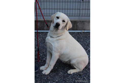 販売中のラブラドールレトリーバーの親犬