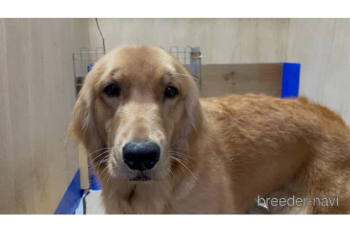販売中のゴールデンレトリーバーの親犬
