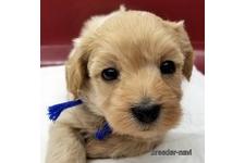 ♀︎マルプー:マルチーズ×トイプードル