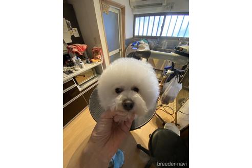 販売中のビションフリーゼの親犬