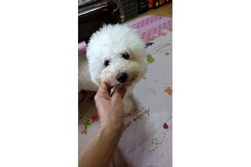 販売中のビションフリーゼの親犬