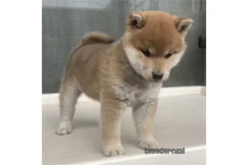 秋田県で柴犬の子犬を探す ブリーダーナビ 秋田県で柴犬の子犬を探す ブリーダーナビ