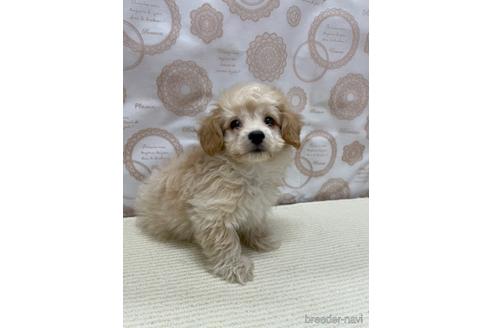 岡山県のミックス犬 男の子 21 12 11生まれ 3種のミックス犬 子犬id ブリーダーナビ
