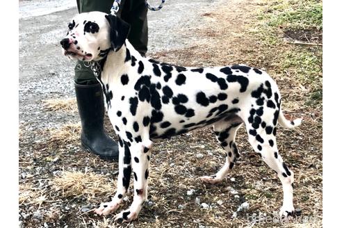 長野県でダルメシアンの子犬を探す ブリーダーナビ