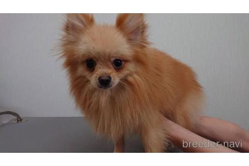 販売中のポメラニアンの親犬