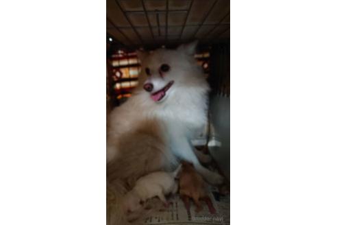 販売中のポメラニアンの親犬