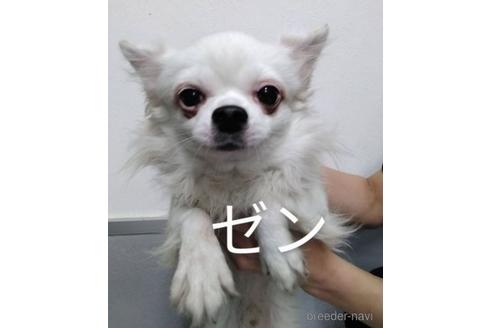 販売中のチワワ(ロングコート)の親犬