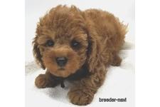 ♀︎トイプードル