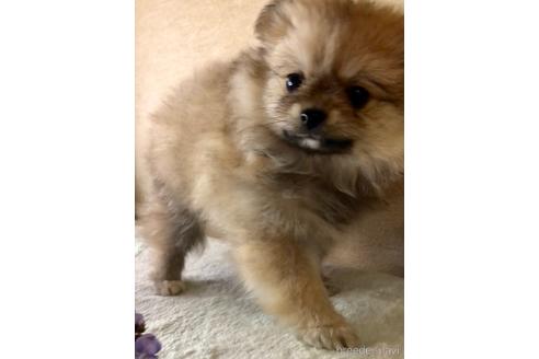 東京都のミックス犬 女の子 21 12 生まれ ピュアなハートの優しい女の子 ポメチワだょ 子犬id ブリーダーナビ