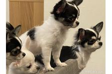 阿部 真紀ブリーダー