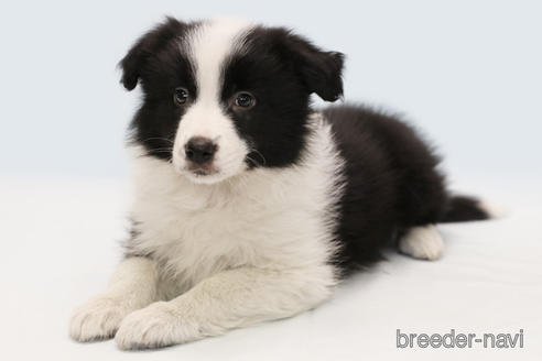 神奈川県のボーダーコリー 男の子 21 12 17生まれ ブラック ホワイト 子犬id ブリーダーナビ