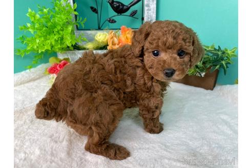 香川県のトイプードル 女の子 21 11 29生まれ まん丸顔の可愛い女の子 子犬id ブリーダーナビ