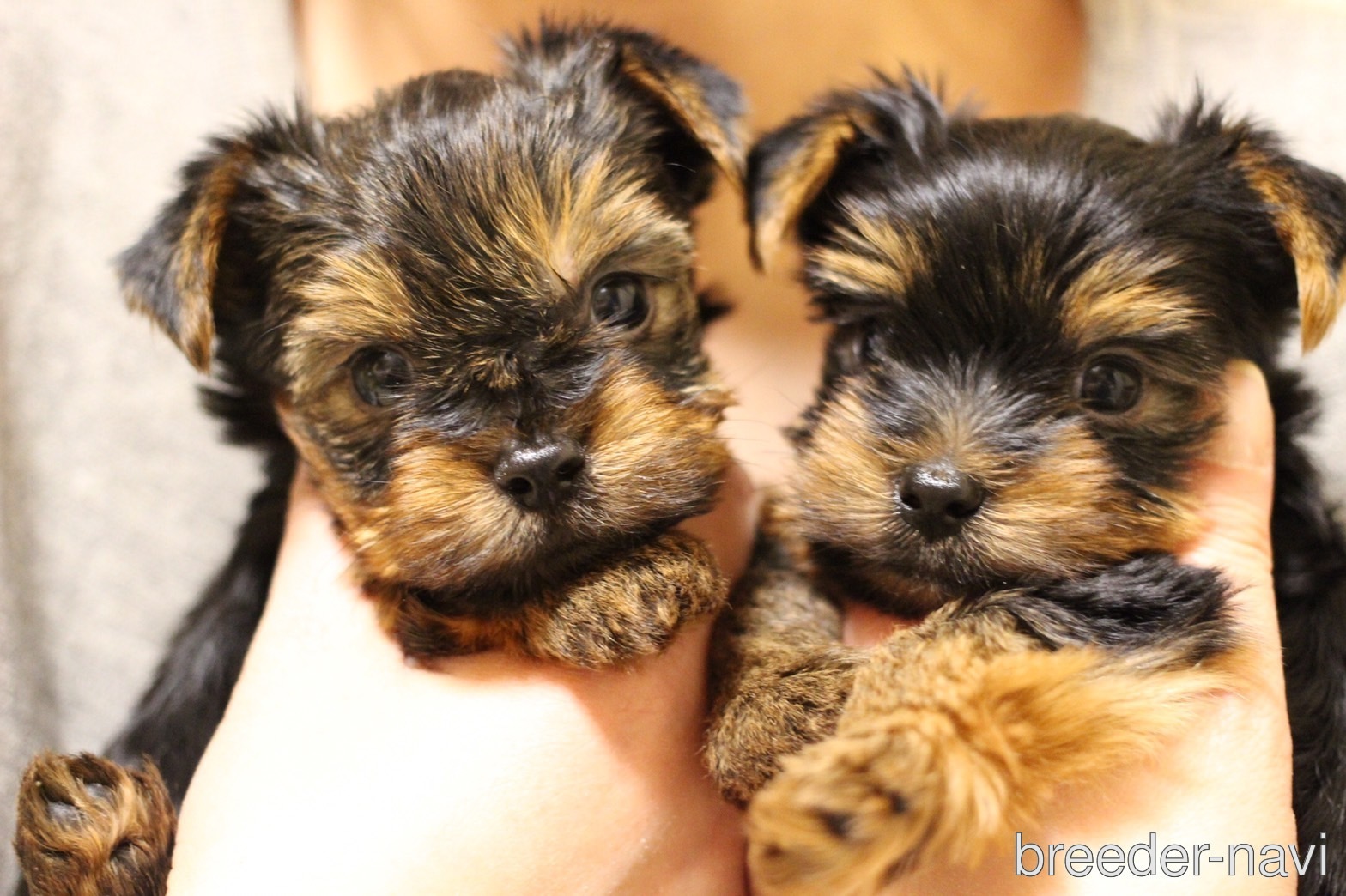 mamicicoブリーダー