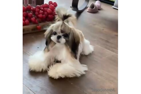 ののシーズー-