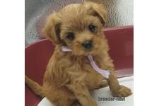 ♀︎マルプー:マルチーズ×トイプードル