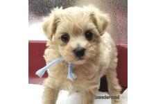 ♀︎マルプー:マルチーズ×トイプードル