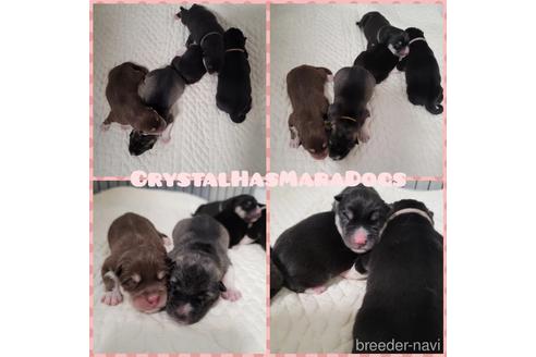 北海道のシベリアンハスキー 男の子 22 02 18生まれ レアなカラーの仔犬 子犬id ブリーダーナビ 北海道のシベリアンハスキー 男の子 22 02 18生まれ レアなカラーの仔犬 子犬id ブリーダーナビ