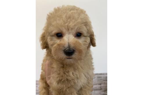 関西でティーカッププードルのブリーダーを探す 5ページ目 ブリーダーナビ