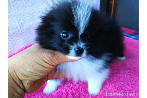 栃木県のミックス犬 女の子 21 12 15生まれ ポメラニアン パピヨンのかわいいミックスちゃん 子犬id ブリーダーナビ