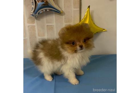 大阪府のポメラニアン 女の子 21 12 08生まれ チョコ好きな方にはたまらない可愛い女の子 子犬id ブリーダーナビ