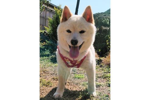 販売中の豆柴の親犬