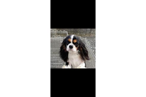 販売中のキャバリアキングチャールズスパニエルの親犬