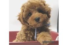 ♀︎マルプー:マルチーズ×トイプードル