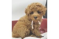 ♀︎マルプー:マルチーズ×トイプードル