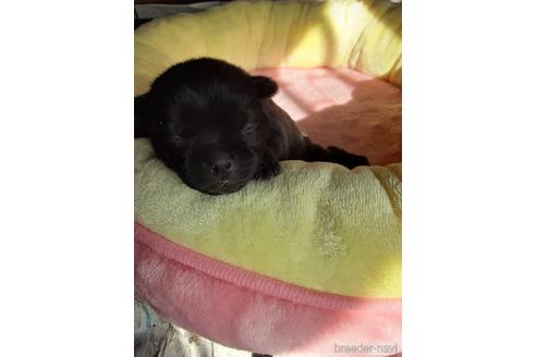 東京都のミックス犬 女の子 22 02 14生まれ ブラック 黒 子犬id ブリーダーナビ 東京都のミックス犬 女の子 22 02 14生まれ ブラック 黒 子犬id ブリーダーナビ